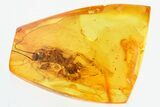 Detailed Fossil Cockroach (Blattodea) In Baltic Amber - Rare! #325340-1